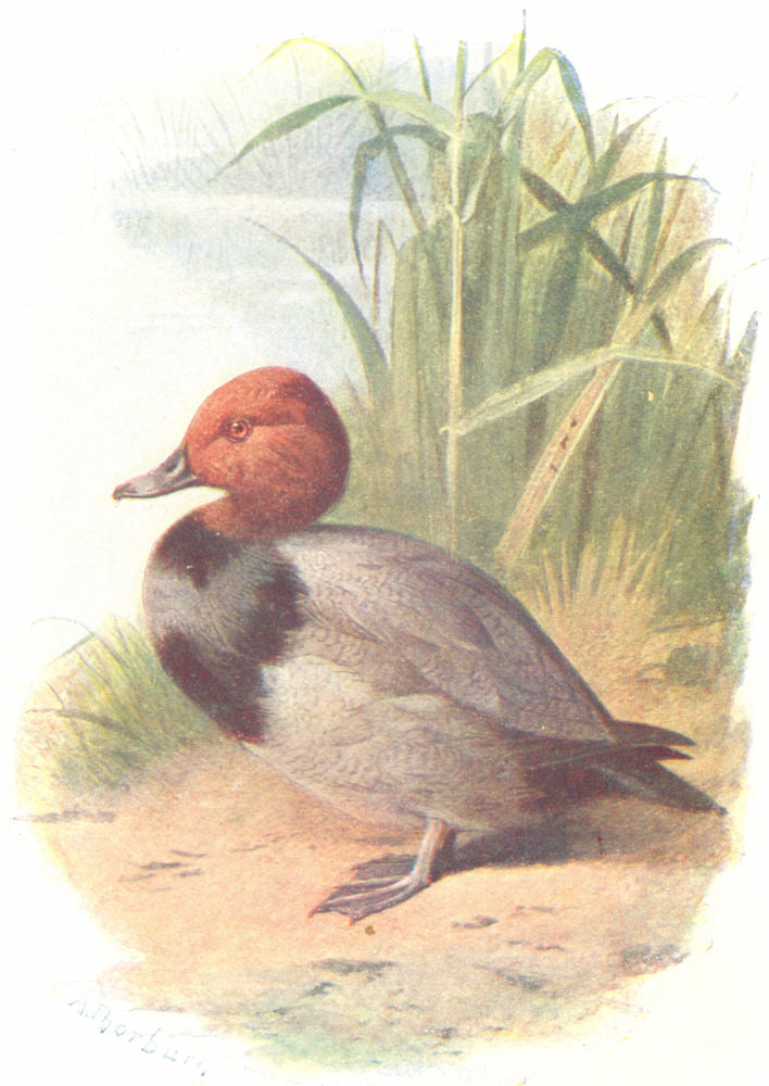 BIRDS. Pochard  1901 old antique vintage print picture